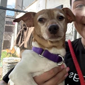 Sweet Green, Chihuahua / Jack Russell Terrier, senior, available for adoption