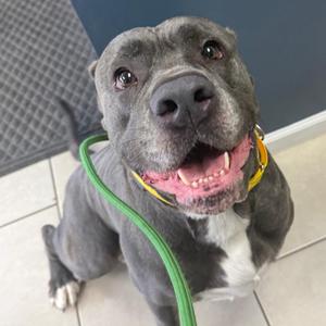 A gray dog with a white chest and a green leash, sitting on a tiled floor.