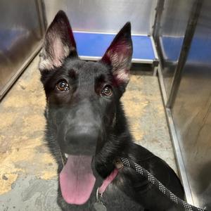 Zena, German Shepherd Dog, adult, available for adoption