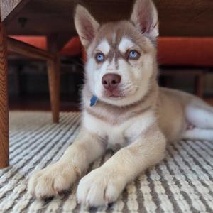 Copper, Husky, young, available for adoption