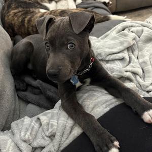 Nimbus, Pit Bull Terrier, young, available for adoption