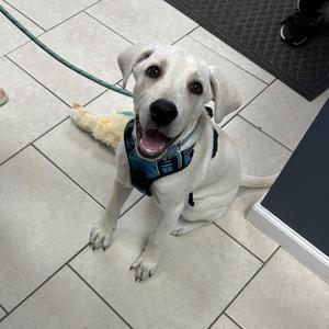 Connor, Labrador Retriever, young, available for adoption