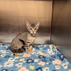 Diedre, kitten, available for adoption