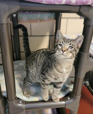 Seth, kitten, available for adoption