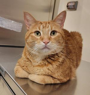 An orange tabby cat with white whiskers and a white patch on its chest is lying on a metallic surface, looking directly at the camera with wide eyes.