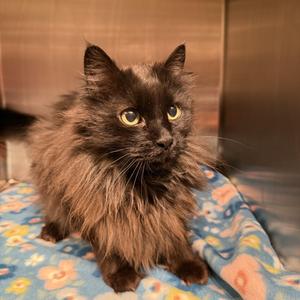 Bryan, senior, available for adoption