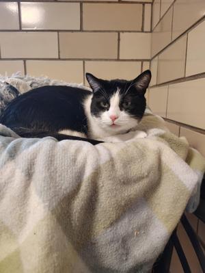 A black and white cat lying on a blanket in a tiled room.