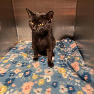 Lacey, young, available for adoption