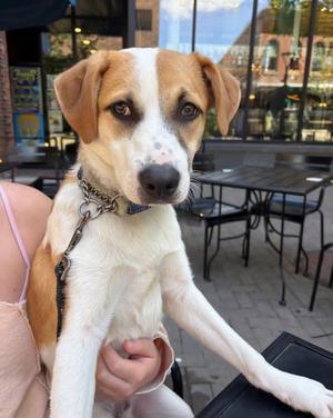 Birch, Eskimo Dog / Pit Bull Terrier, young, available for adoption