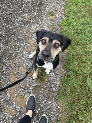 A black and tan dog with a white chest is sitting on a gravel path, looking up at the camera. The dog is on a leash, and a person's feet are visible in the foreground.