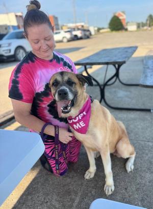 Alice, Shepherd / Great Pyrenees, adult, available for adoption