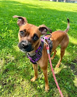 Nelly, Boxer, young, available for adoption