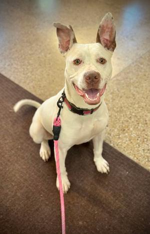 Zelle, American Pit Bull Terrier / German Shepherd Dog, adult, available for adoption