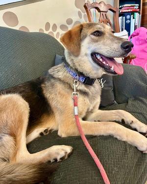 Tilly, Shepherd / Husky, young, available for adoption