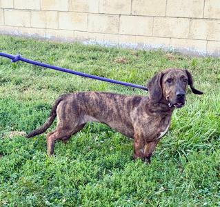 Iris, Basset Hound / Labrador Retriever, available for adoption
