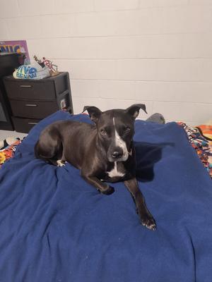 Piper (Courtesy Listing), Staffordshire Bull Terrier, available for adoption