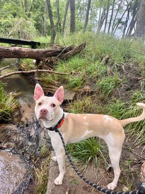 Breeze, Pit Bull Terrier / Husky, young, available for adoption