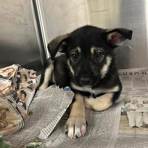 Clank, Mixed Breed (Medium), puppy, available for adoption