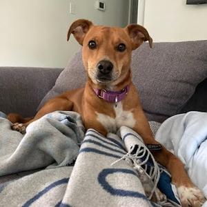 Max, Terrier, adult, available for adoption