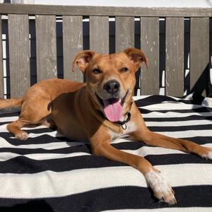 Max, Terrier, adult, available for adoption