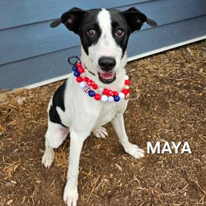 Penny, Mixed Breed (Medium), adult, available for adoption