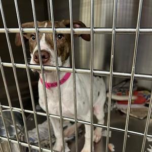 Arya, Mixed Breed (Large), puppy, available for adoption