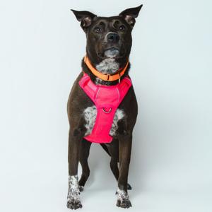 Pepper, Mixed Breed (Large), adult, available for adoption