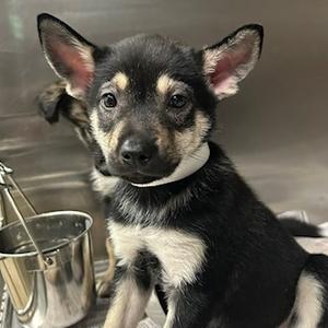 Vidia, Mixed Breed (Medium), puppy, available for adoption