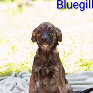 Blue Gill, Shepherd, Belgian Malinois, puppy, available for adoption