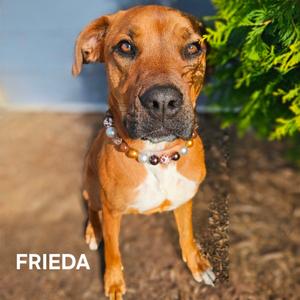 Frieda, Mixed Breed (Large), adult, available for adoption