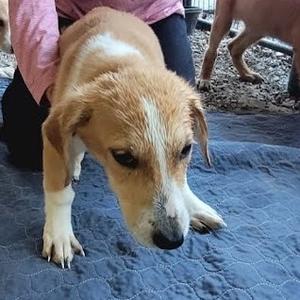Macey, Mixed Breed (Medium), puppy, available for adoption