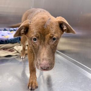 Cassie, Mixed Breed (Medium), adult, available for adoption