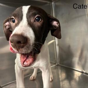 Catelyn, Mixed Breed (Large), puppy, available for adoption