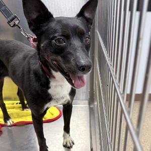 Mariah, Terrier, adult, available for adoption
