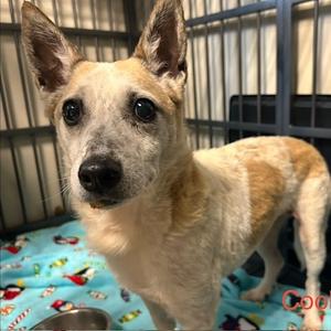 Cookie Dough, Mixed Breed (Medium), adult, available for adoption