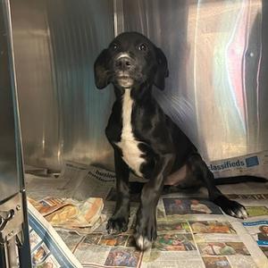 Raptor, Mixed Breed (Medium), puppy, available for adoption