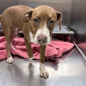Monica, Mixed Breed (Medium), adult, available for adoption