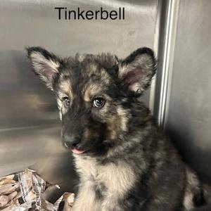Tinker Bell, Mixed Breed (Medium), puppy, available for adoption