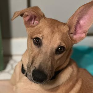 Morris, Mixed Breed (Medium), puppy, available for adoption