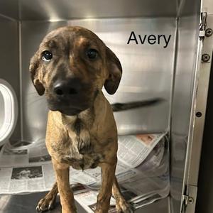 Avery, Mixed Breed (Medium), puppy, available for adoption