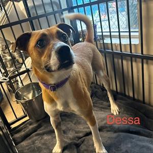 Dessa, Mixed Breed (Medium), adult, available for adoption