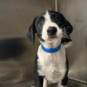Target, Mixed Breed (Medium), puppy, available for adoption