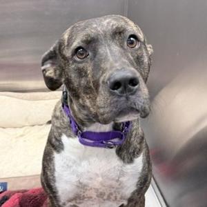 Raven, Mixed Breed (Large), adult, available for adoption