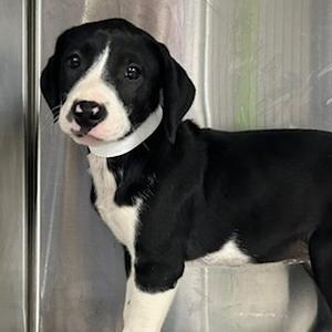 Arrow, Mixed Breed (Medium), puppy, available for adoption