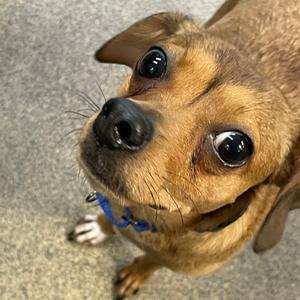 Maisie, Mixed Breed (Small), adult, available for adoption