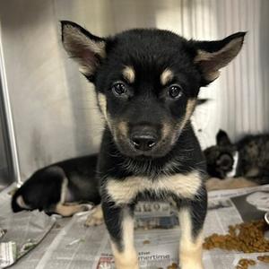 Bobble, Mixed Breed (Medium), puppy, available for adoption