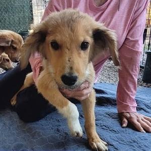 Moose, Mixed Breed (Medium), puppy, available for adoption