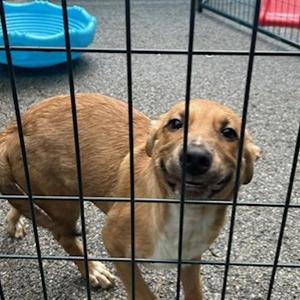 Alan, Mixed Breed (Medium), puppy, available for adoption