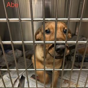 Abe, Mixed Breed (Medium), puppy, available for adoption