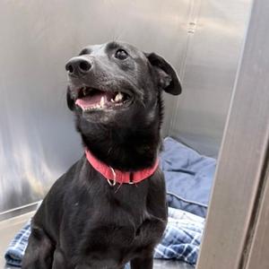 Ridge, Mixed Breed (Medium), adult, available for adoption